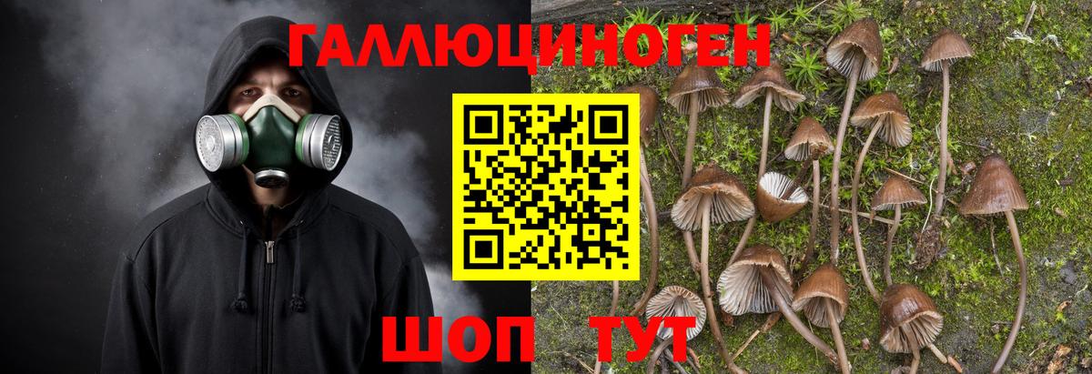 Псилоцибиновые грибы GOLDEN TEACHER Железноводск